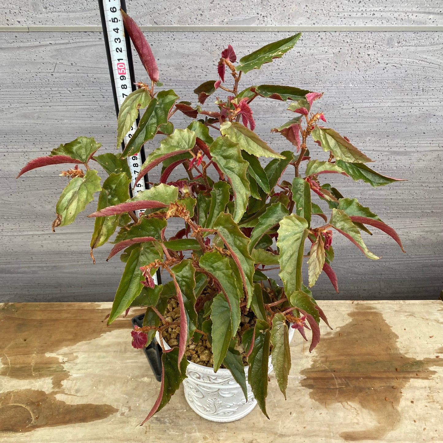 No.12006　ベゴニア　ホワイトゴールドプラ鉢