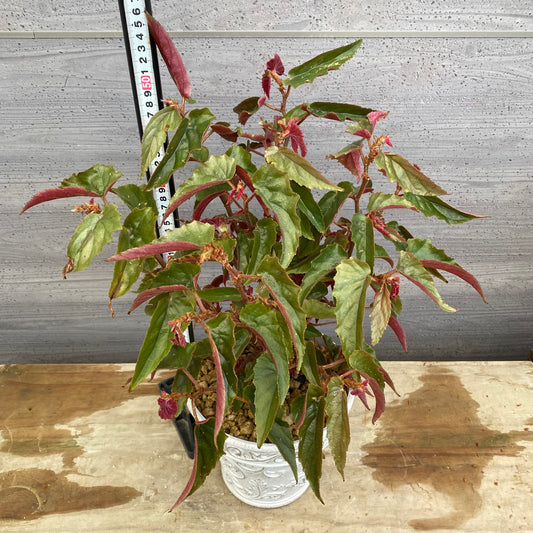 No.12006　ベゴニア　ホワイトゴールドプラ鉢