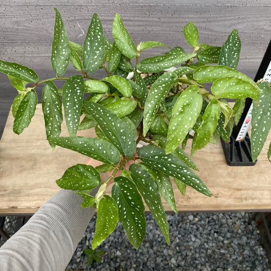 花郷園★木立性ベゴニア　アルボピクタ　白陶器鉢