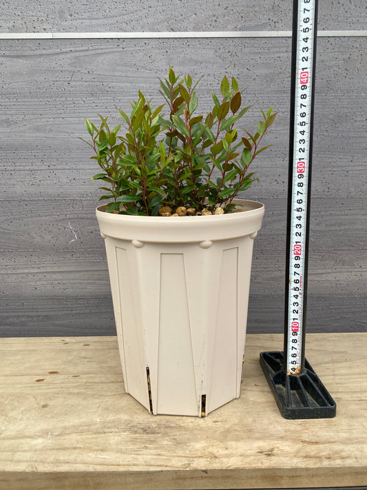 ルコテー リトルフレーム 7号スリット鉢/オリジナル色