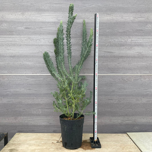 No.1301　アカシア　ブルーブッシュ　6号鉢