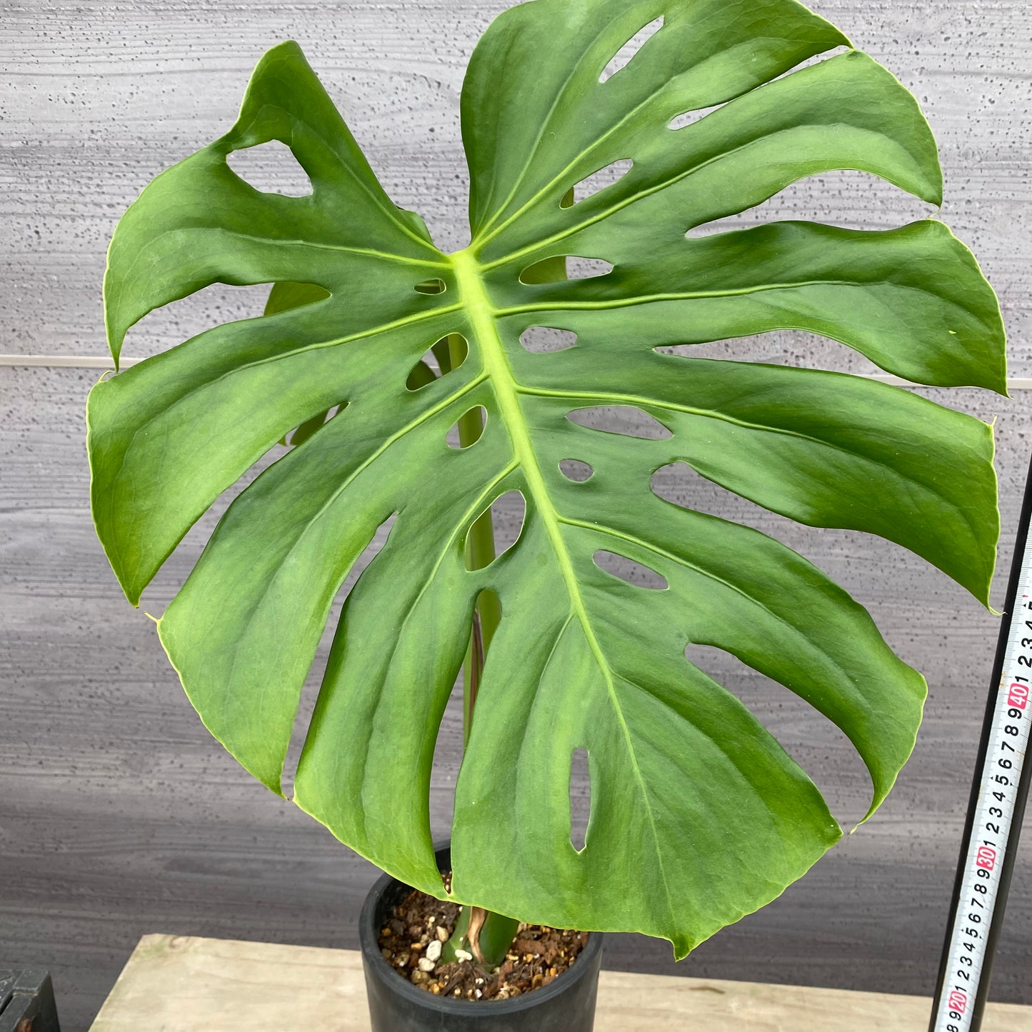 06022　モンステラ　硬質ポット