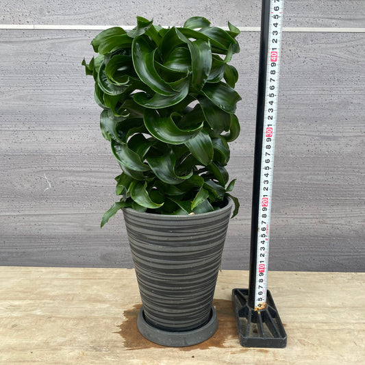 No.1306　ドラセナ　トルネード　5号鉢　黒ポット　受け皿付き