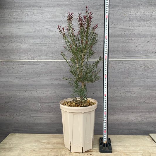 メラレウカ レッドジェム 7号スリット鉢/オリジナル色