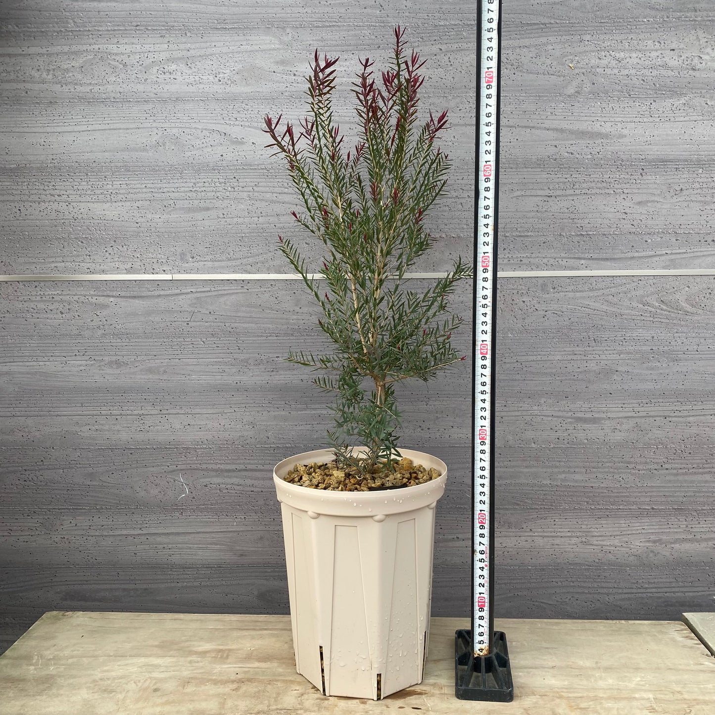 メラレウカ　レッドジェム　７号スリット鉢/オリジナル色