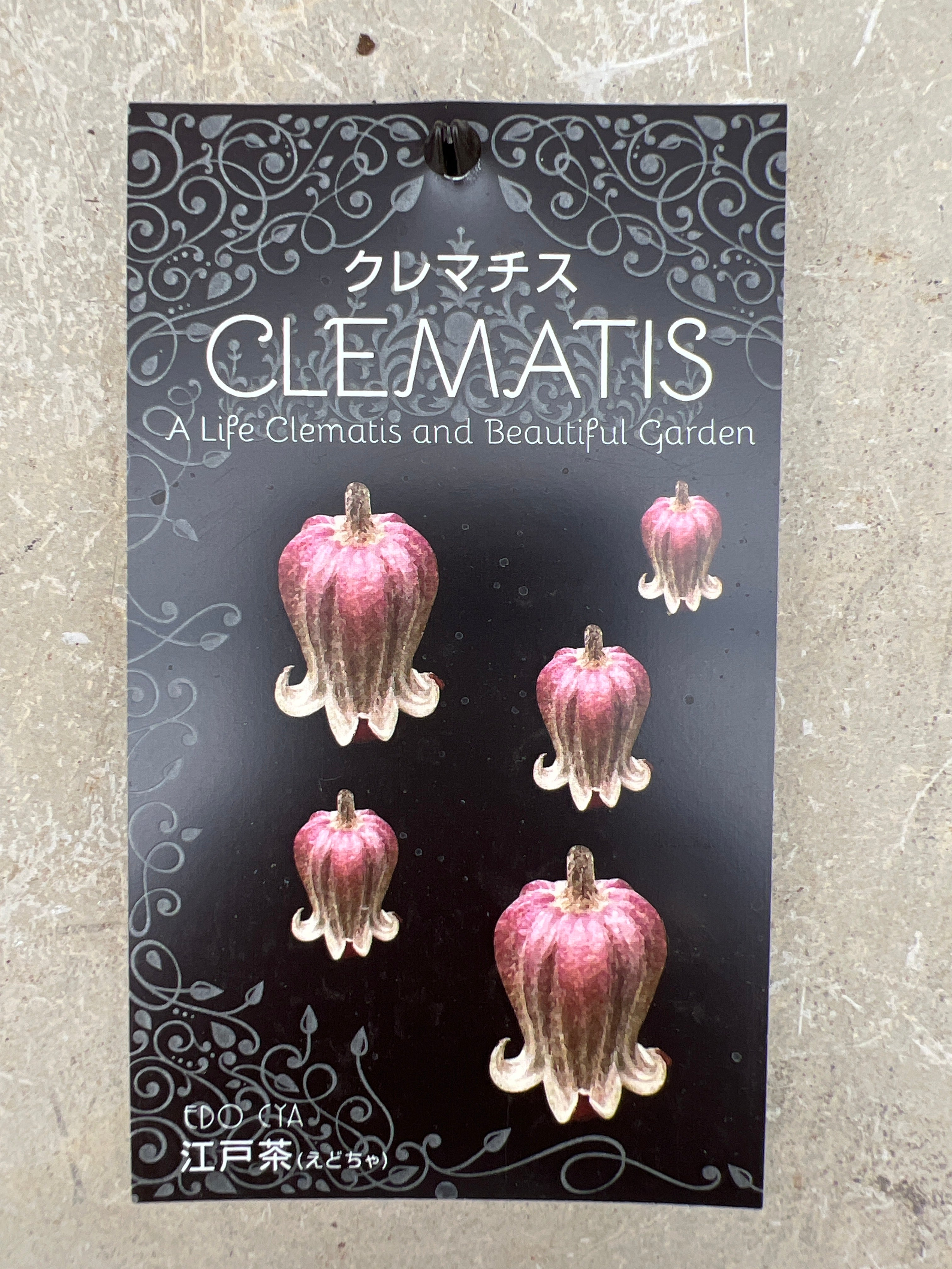 クレマチス ヴィオルナ系 新枝咲き 江戸茶（えどちゃ） – 植物家族