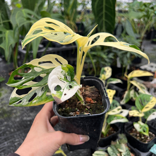 URBAN JUNGLE特集★U08　マトカズラ　バリエガータ　3号鉢