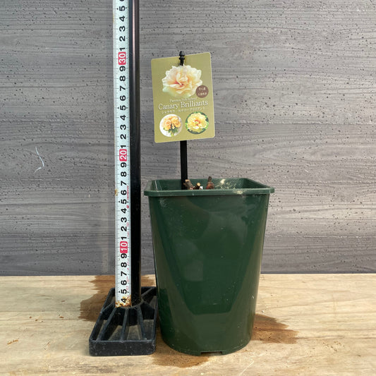 芍薬 カナリーブリリアント