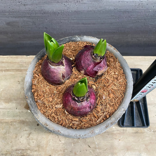 寄せ植えD　キューガーデンポット