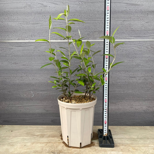 コロキア　ジーンティーズジャイアント　６号スリット鉢/オリジナル色