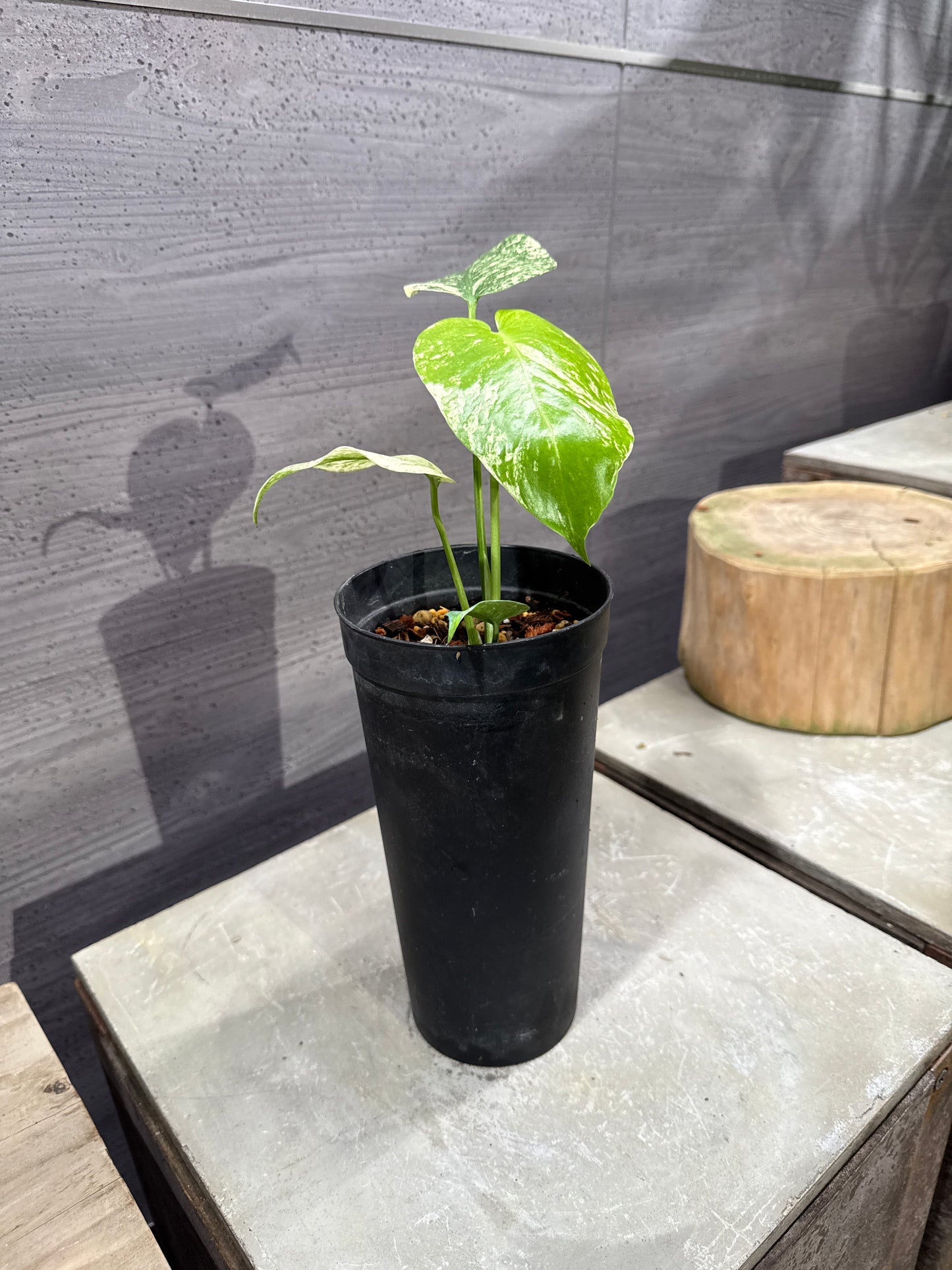 モンステラ　デリシオーサ　ホワイトモンスター　３.５号ロング鉢社長植栽済み