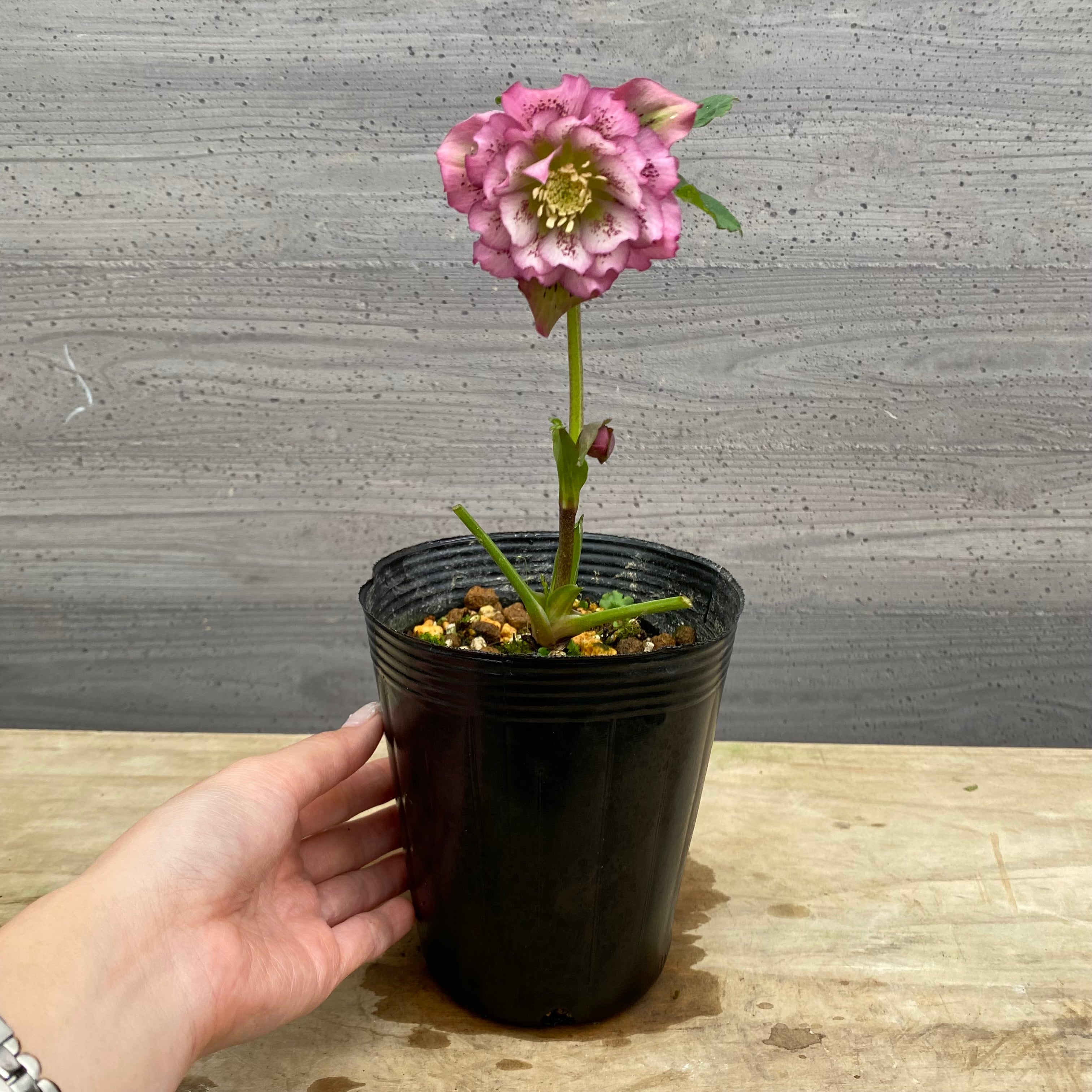 always_smilem♡様ご購入苗㉖-246クリスマスローズ 即売会 No.27092 クリスマスローズ ダブル咲き 4号苗ポット – 植物家族