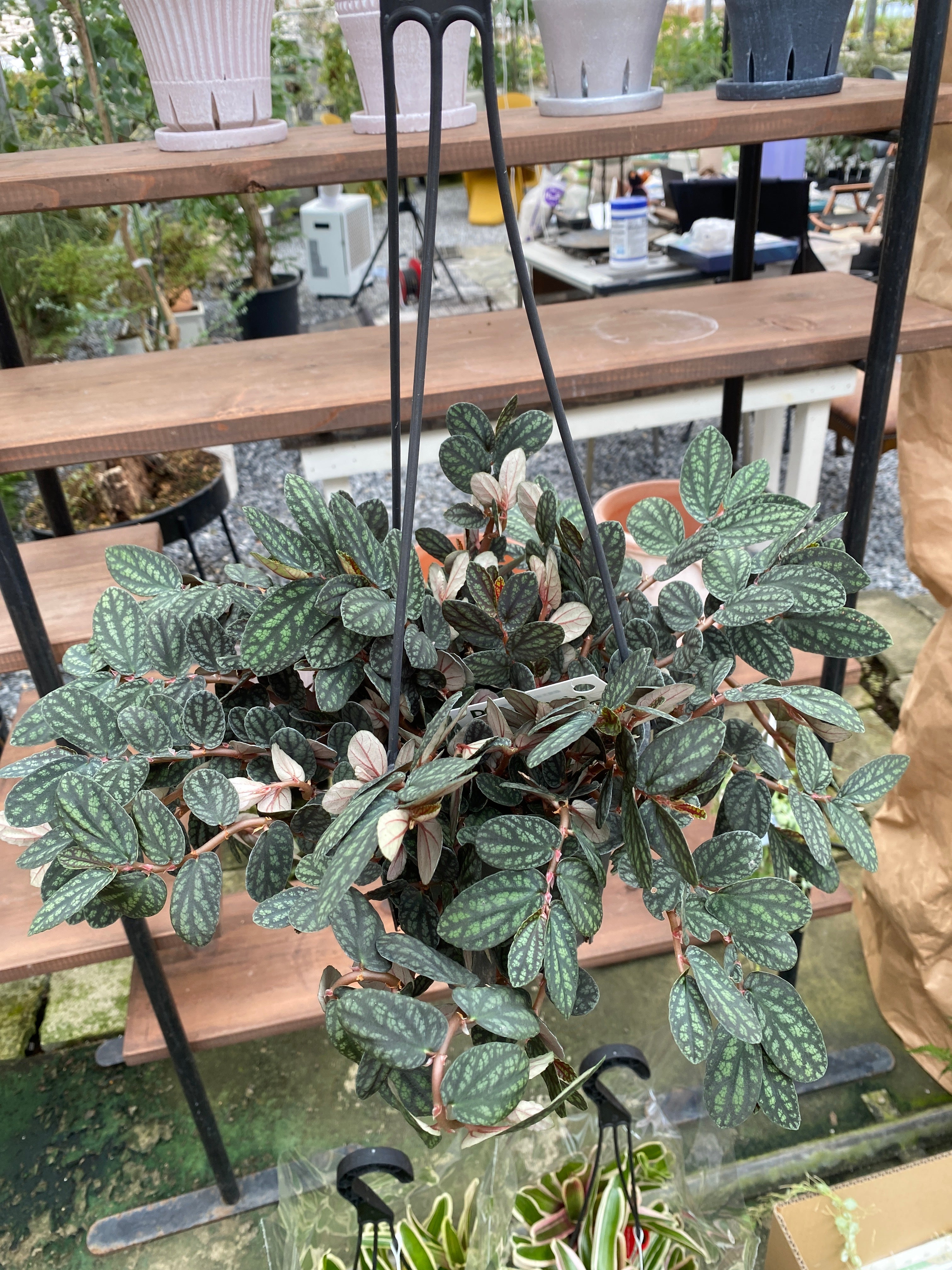 セボンスター　植物 Pickup 全ての商品 – 植物家族
