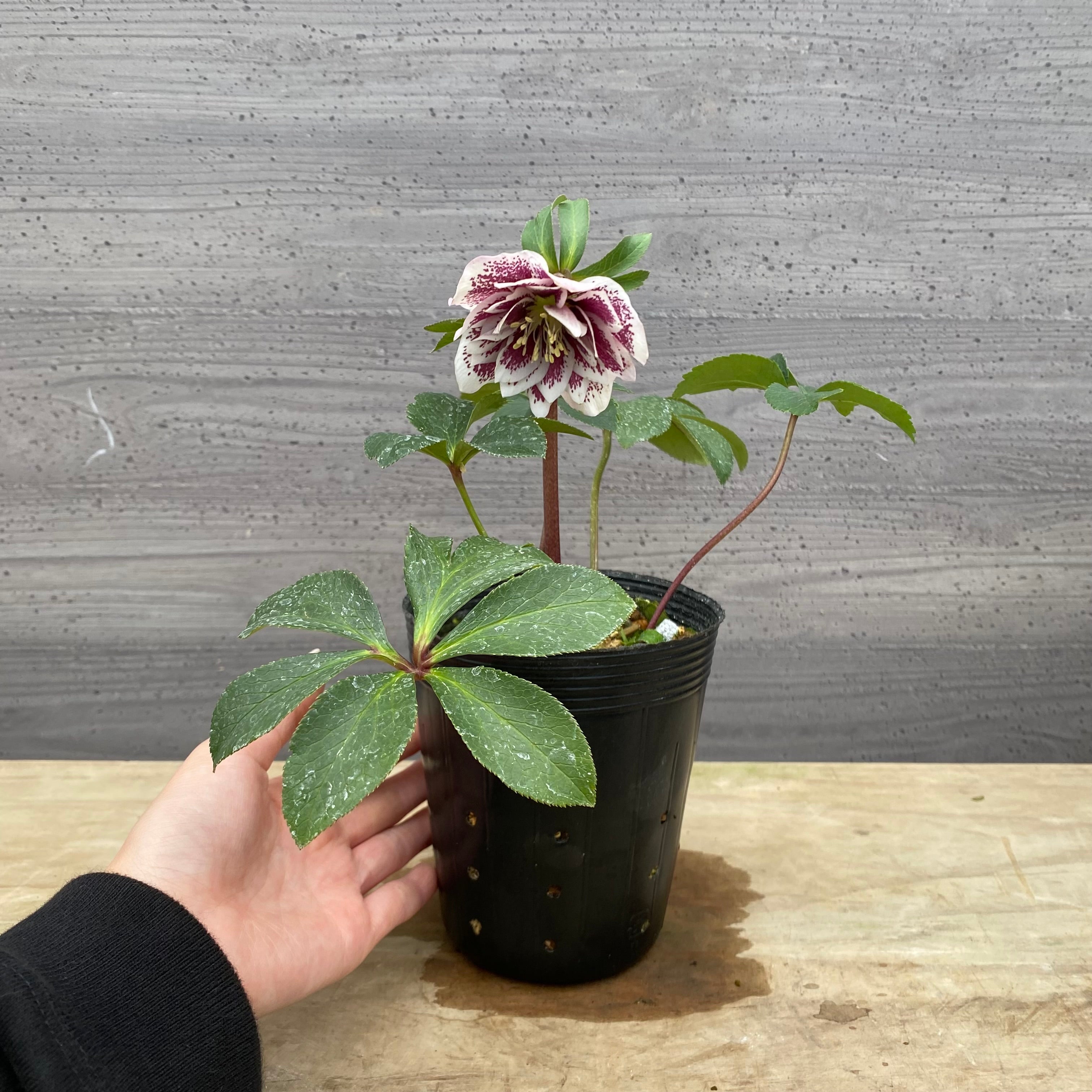 即売会 No.27099 クリスマスローズ ダブル咲き 3.5号苗ポット – 植物家族