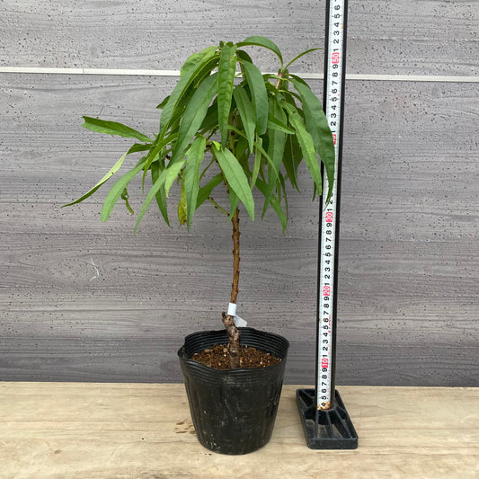 矮性桃　みきドワーフ　5号苗ポット　★1本で結実します