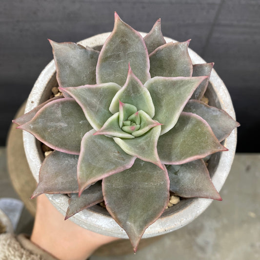 エケベリア　マディバ　ガールポットA