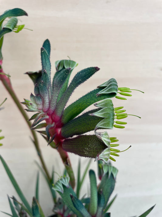 M59　カンガルーポー　セレブ　5号鉢