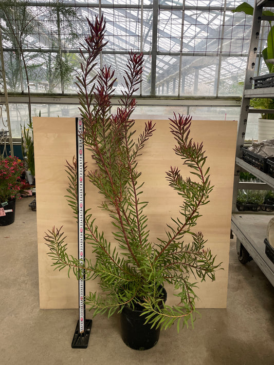 No.25006　リュウカデンドロン　ジプシーレッド　7号鉢