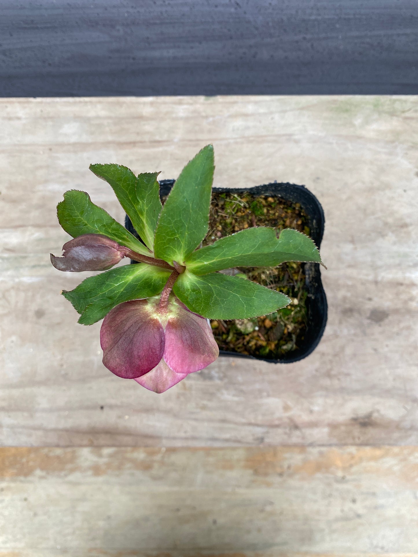 No.05091　横山園芸★クリスマスローズ　プリマドレス　5号苗ポット