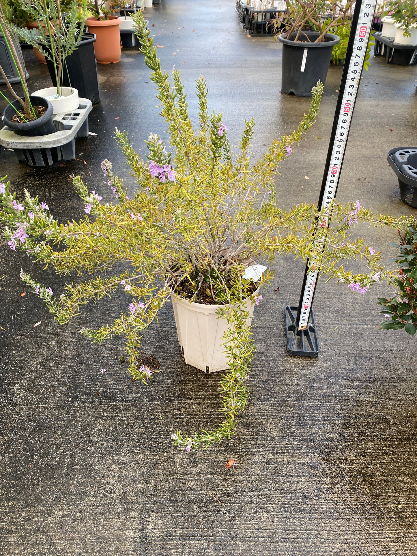 農場創業祭 No.26068　ローズマリー　6号スリット鉢/オリジナル色