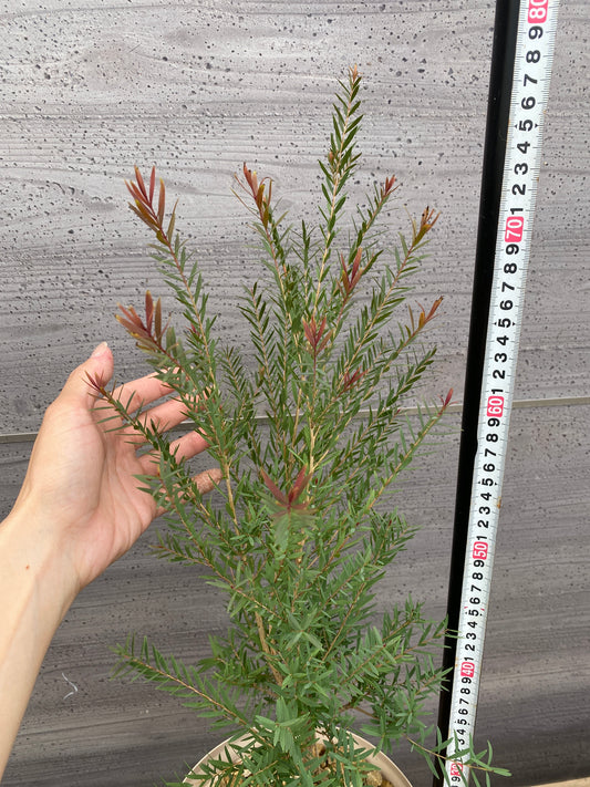 メラレウカ　レッドジェム　7号スリット鉢/オリジナル色