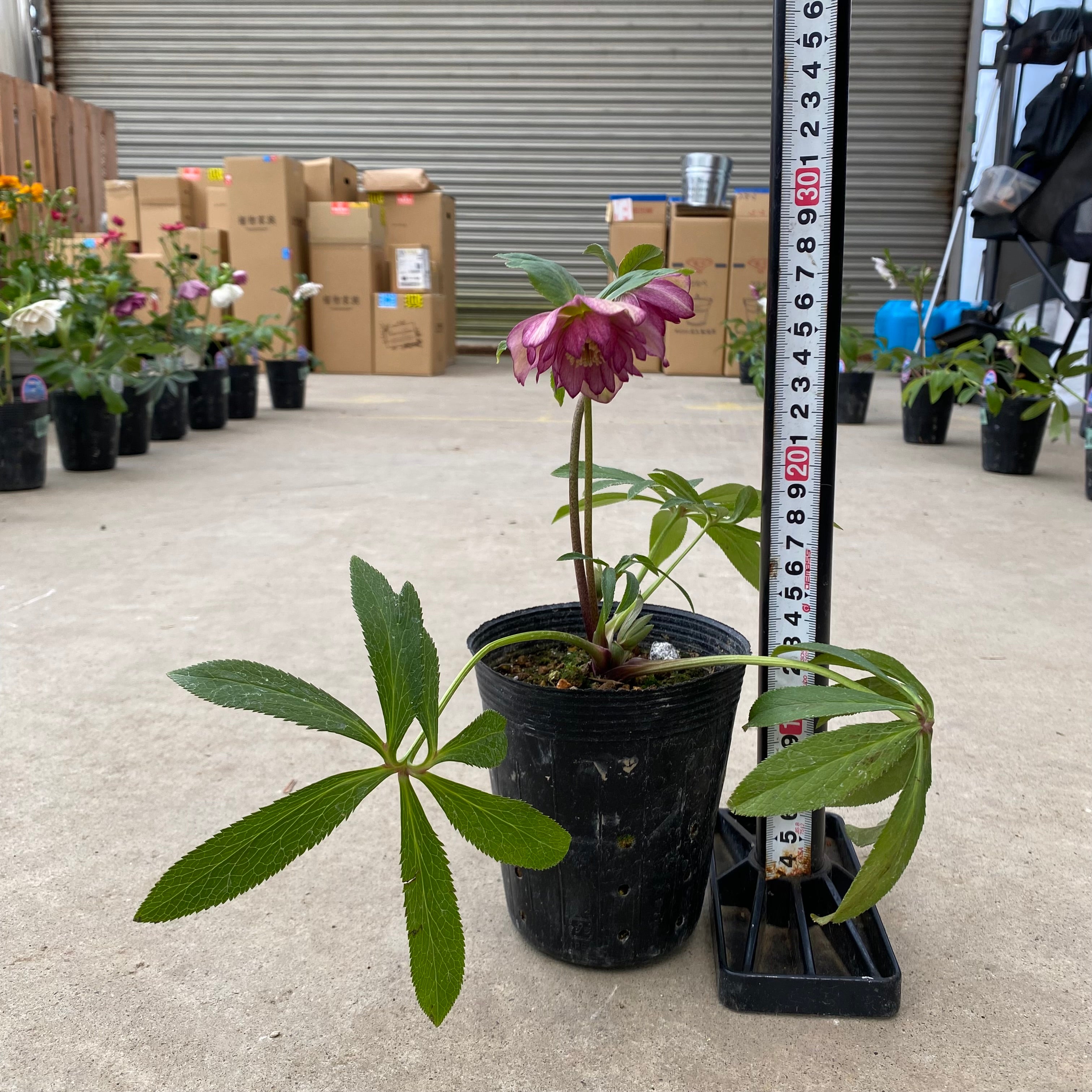 ㉖-20クリスマスローズ クリスマスローズ,童仙房ナーセリー＆ガーデンのクリスマスローズ