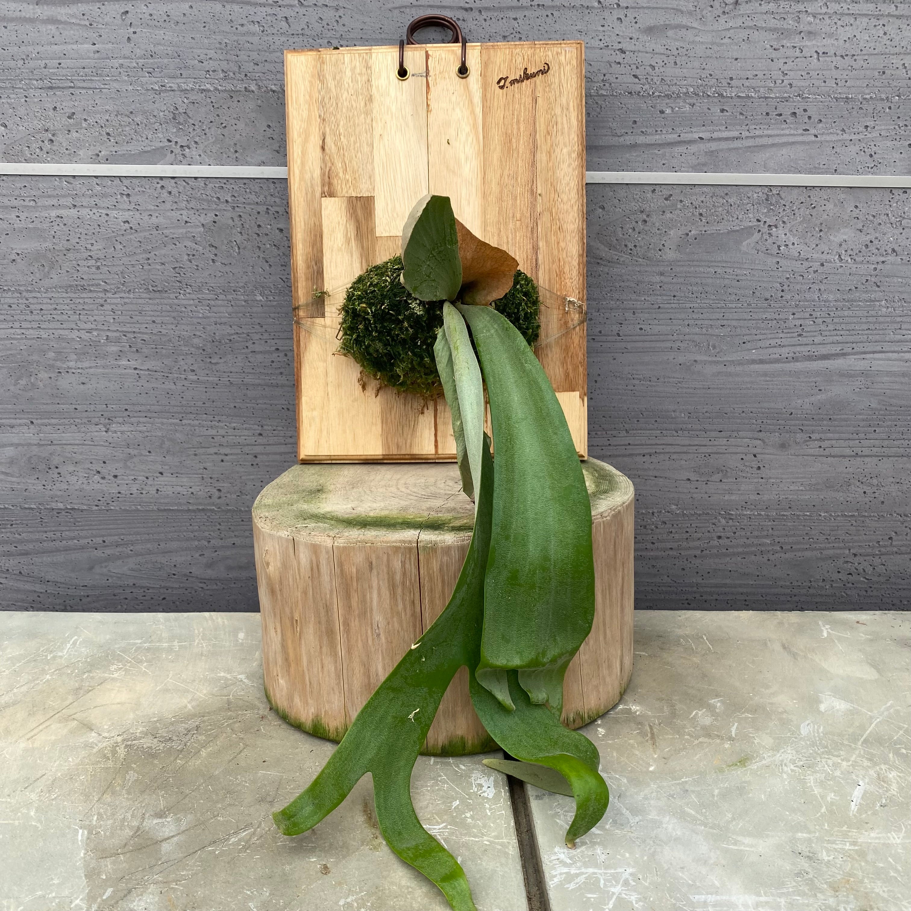 商品 – 植物家族