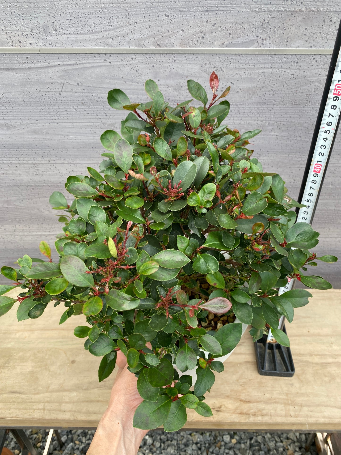 ベニカナメモチ　リトルフェンナ　7号おすすめ白ポット