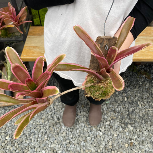 No.26028　ネオレゲリア　流木仕立て