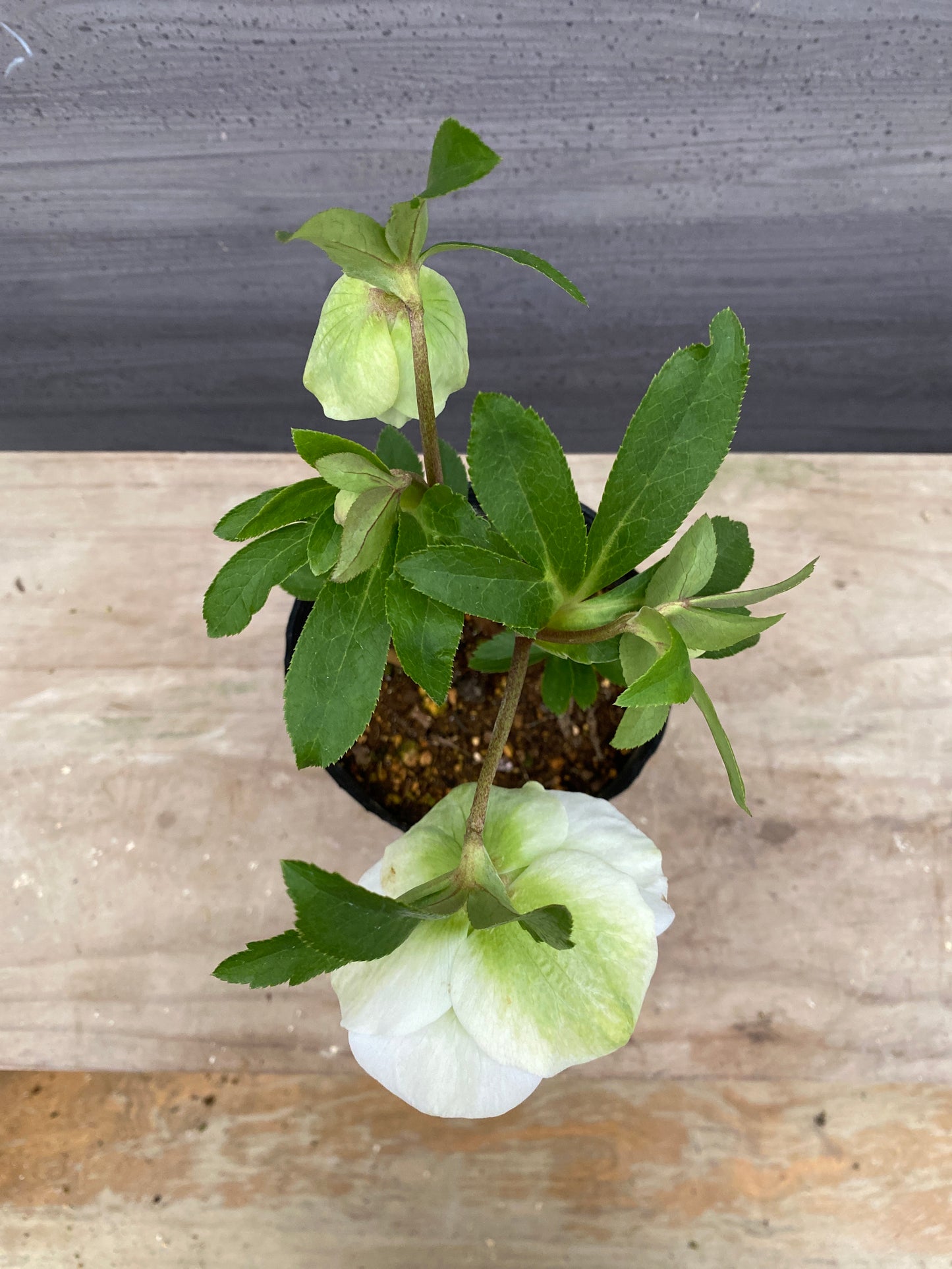 No.05147　横山園芸★クリスマスローズ　プリマドレス　5号苗ポット