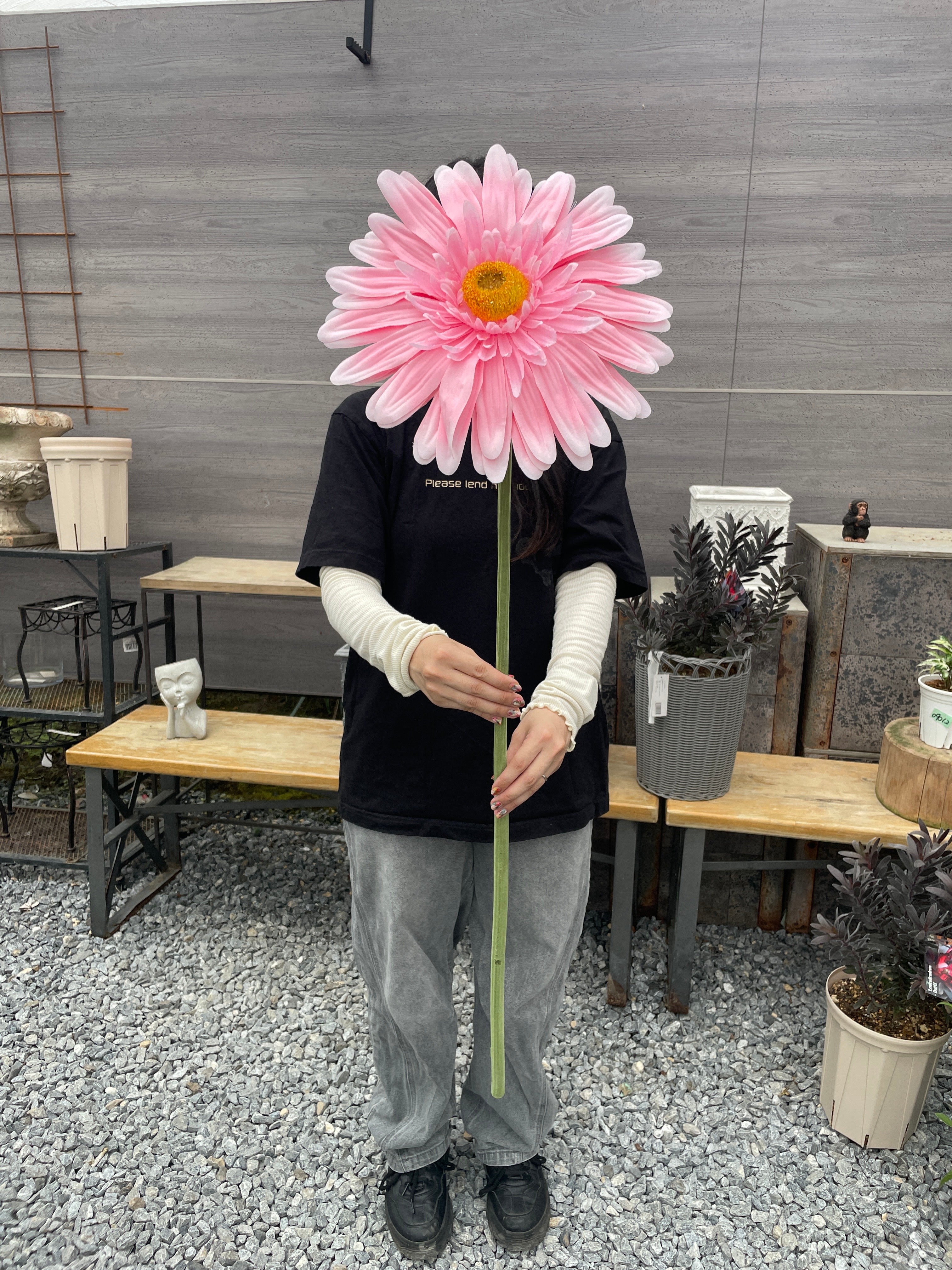 ジャンボガーベラ – 植物家族