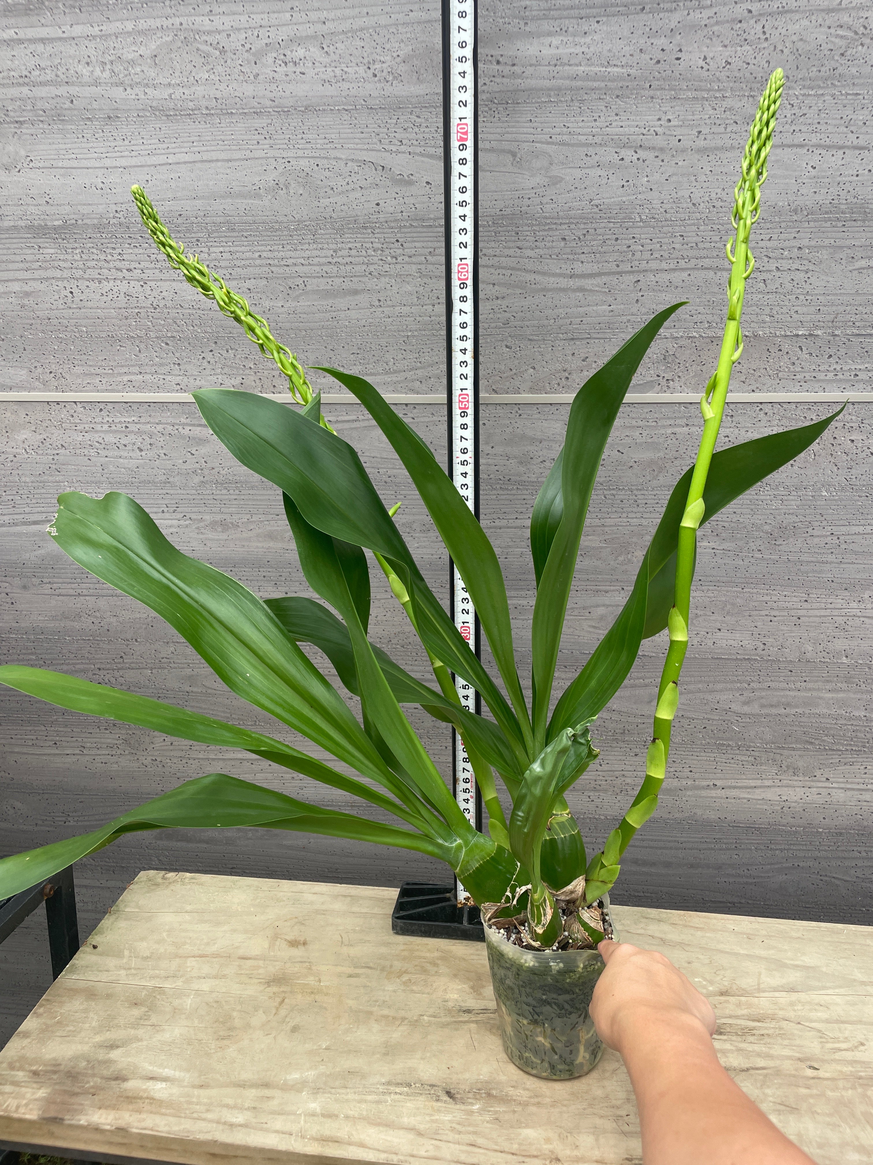 Pickup 全ての商品 – 植物家族