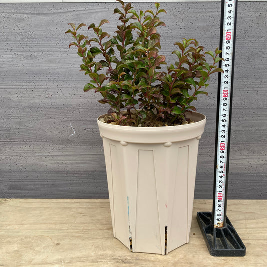 ルコテー カーリーレッド 7号スリット鉢/オリジナル色