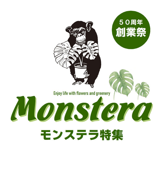 モンステラ特集 No.15125　モンステラ　タイコンステレーション