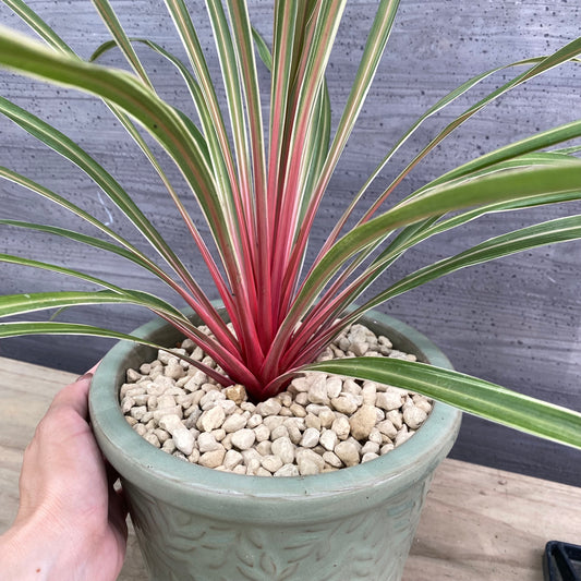 社長植栽★コルジリネ　マジックスター　ウィリアムモリス陶器鉢グリーン
