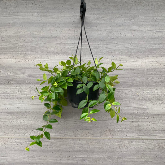 市場仕入れ即売会　No.25024　エスキナンサス　モナリザ　7号吊り鉢