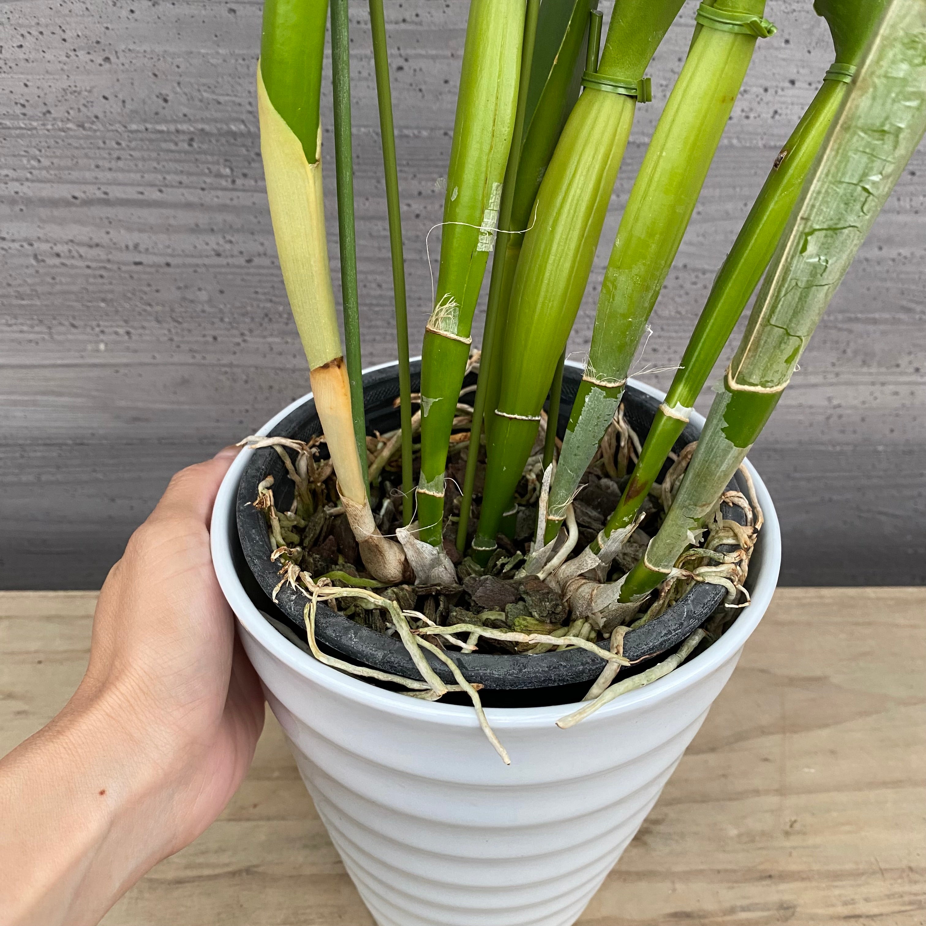 F*】様 【破格のサービス出品！】陶器鉢７個セット！！！！！！！ 楽天市場】Kitagawa Kazuki【 円柱 -Low- 】φ10×H6.5cm植木鉢 3