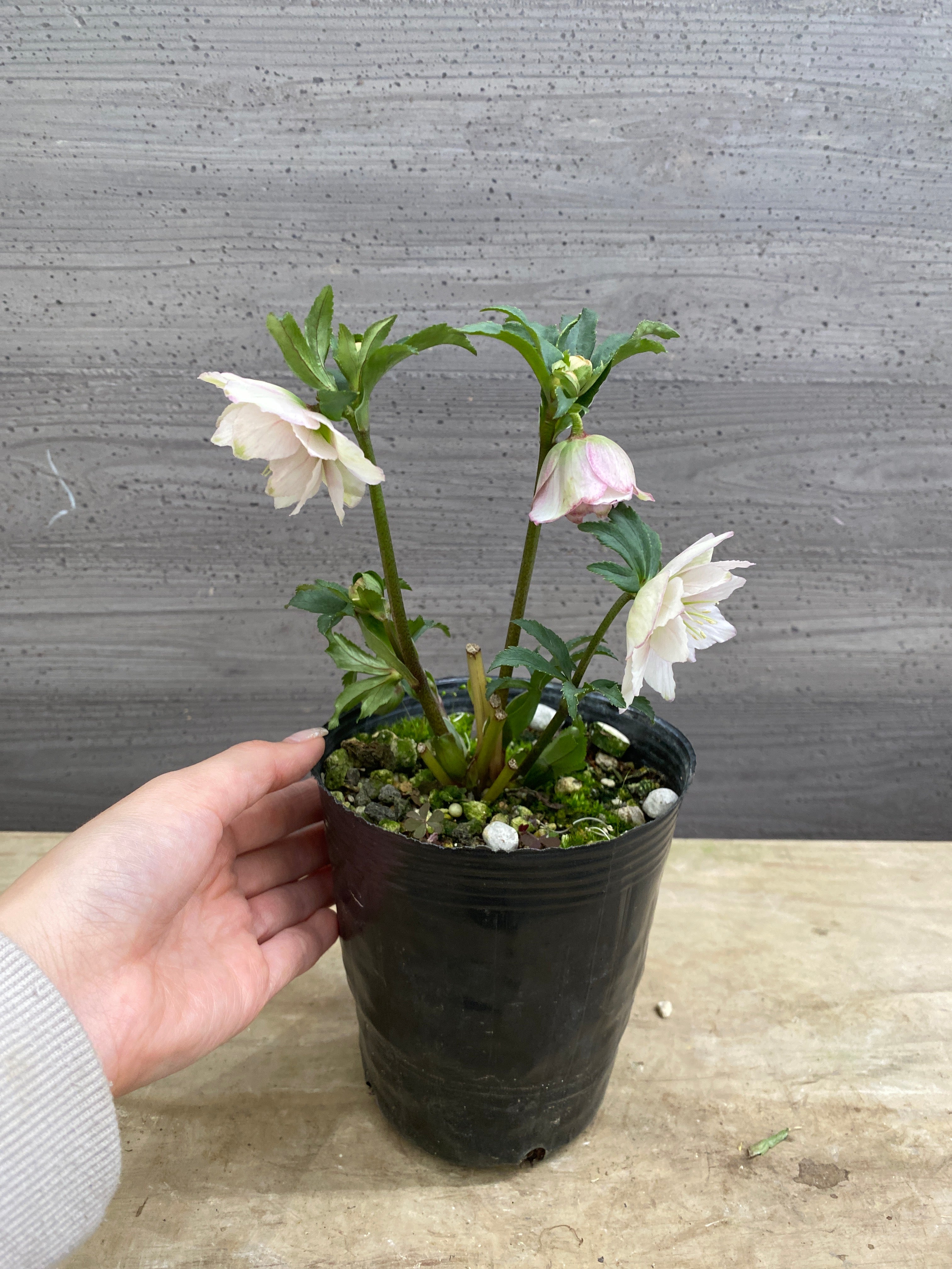 M067 クリスマスローズ 八重咲き 4号苗ポット – 植物家族