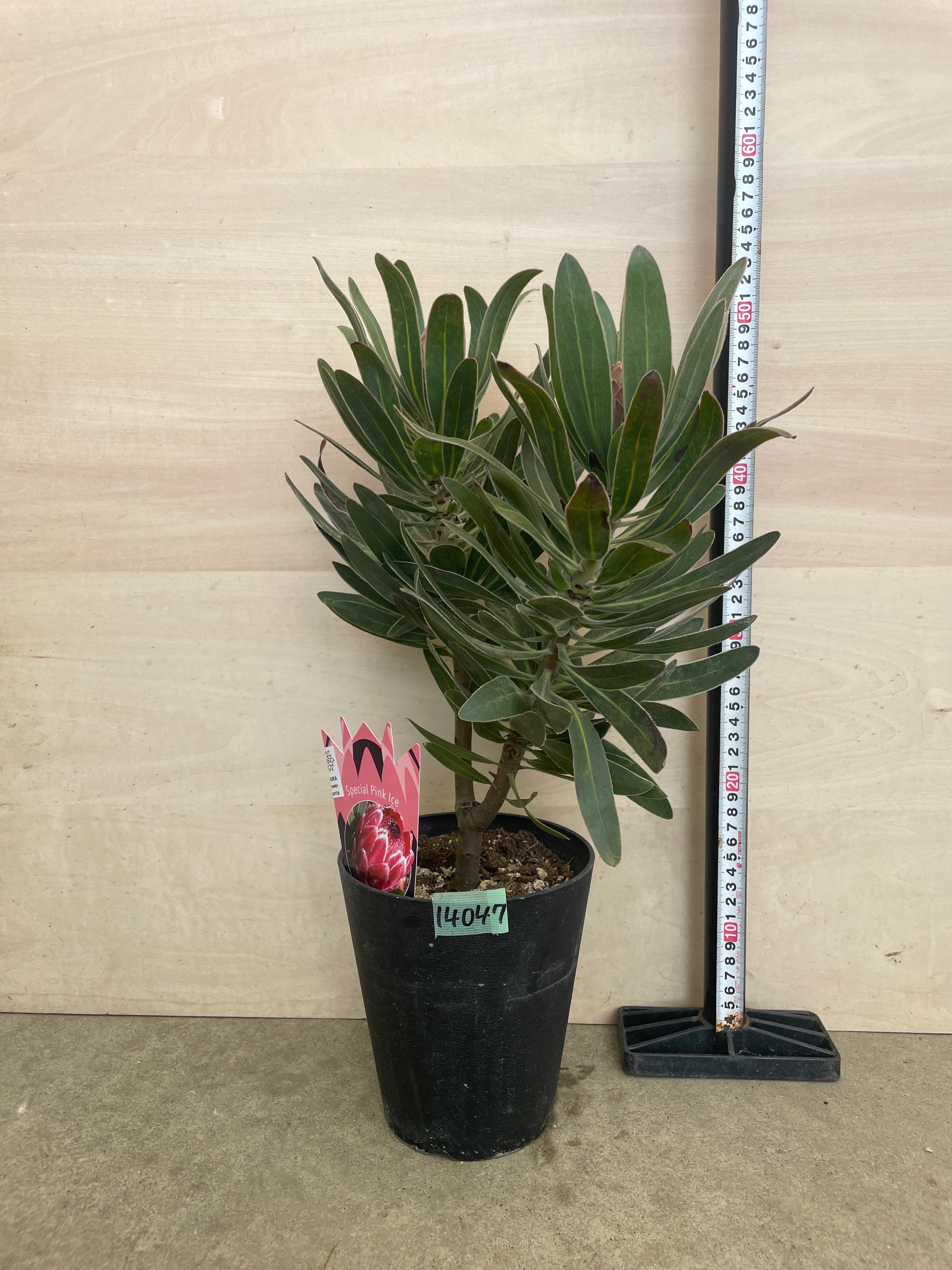 観葉植物広場⭐︎プロフ必読 Pickup 全ての商品 – 植物家族