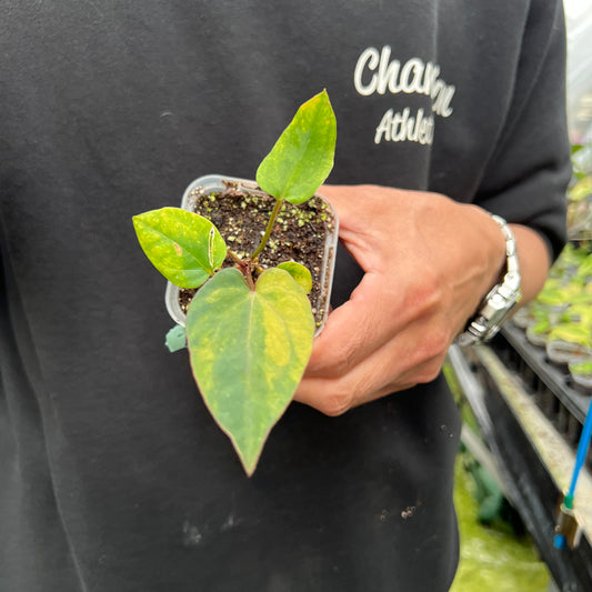 URBAN JUNGLE特集★U05　アンスリウム　ダークフェニックス斑入り　2号鉢