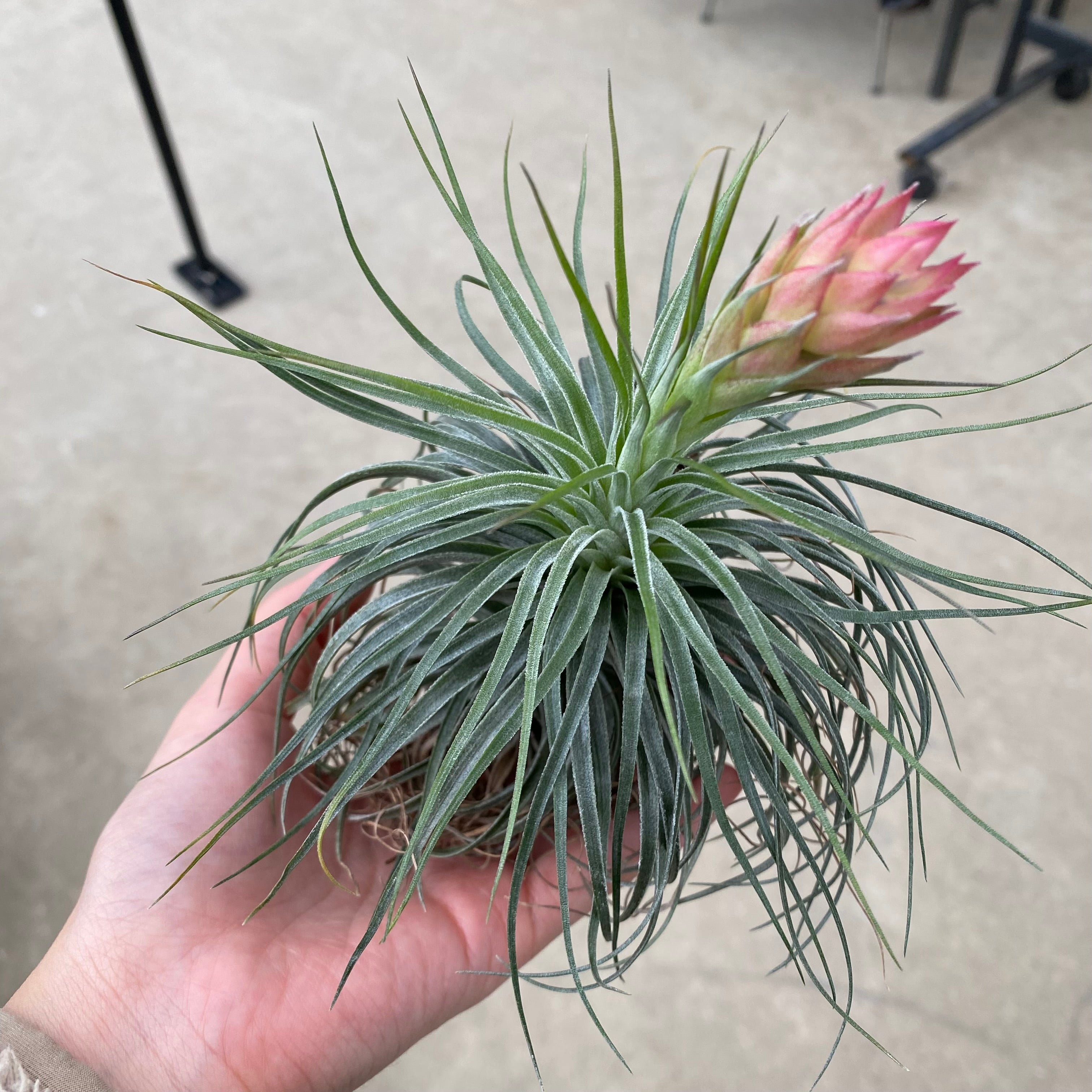 Pickup 全ての商品 – 植物家族