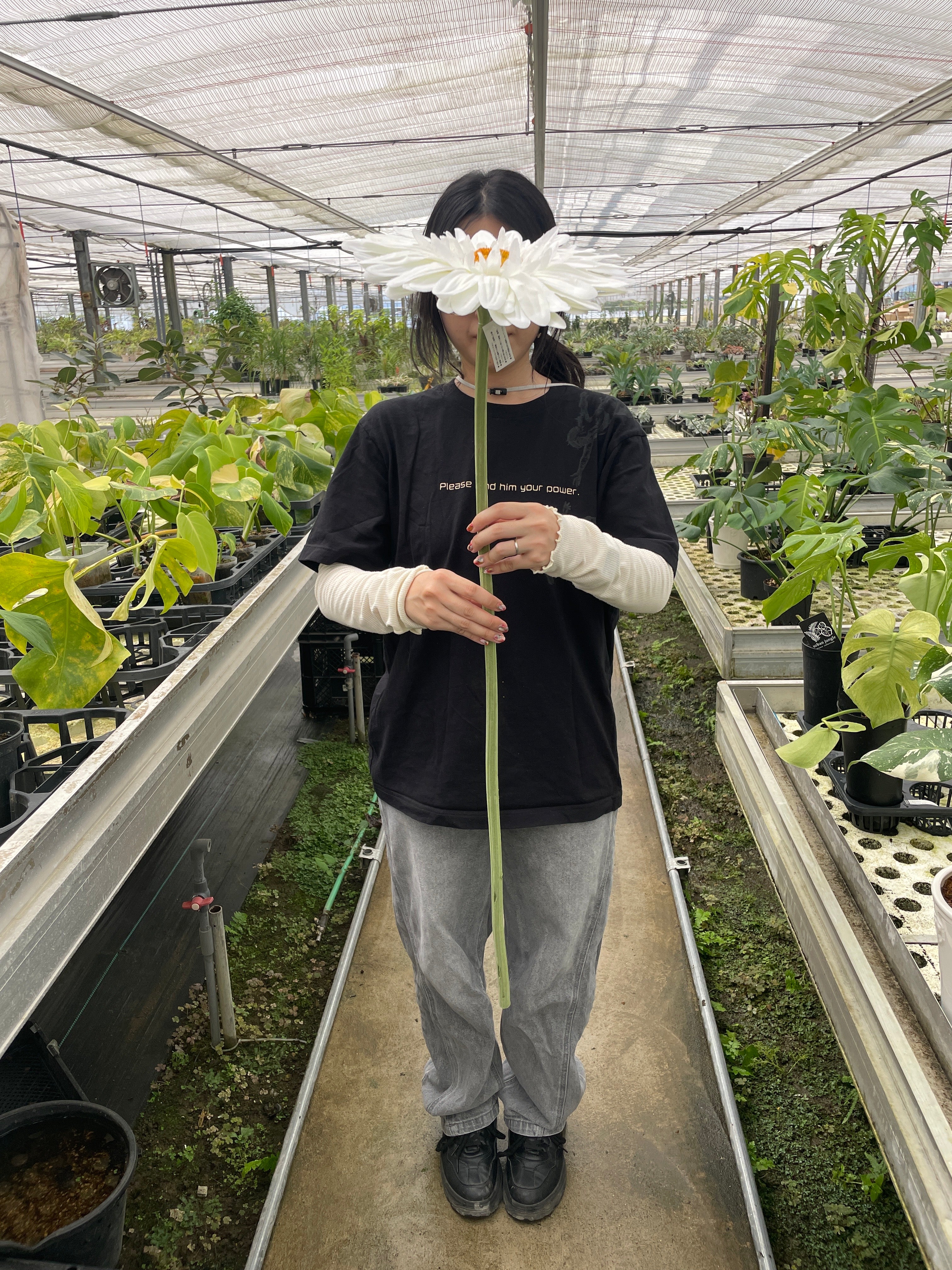 ジャンボガーベラ – 植物家族