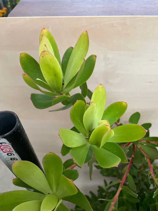 No.25005　リュウカデンドロン　サマーサン　7号鉢