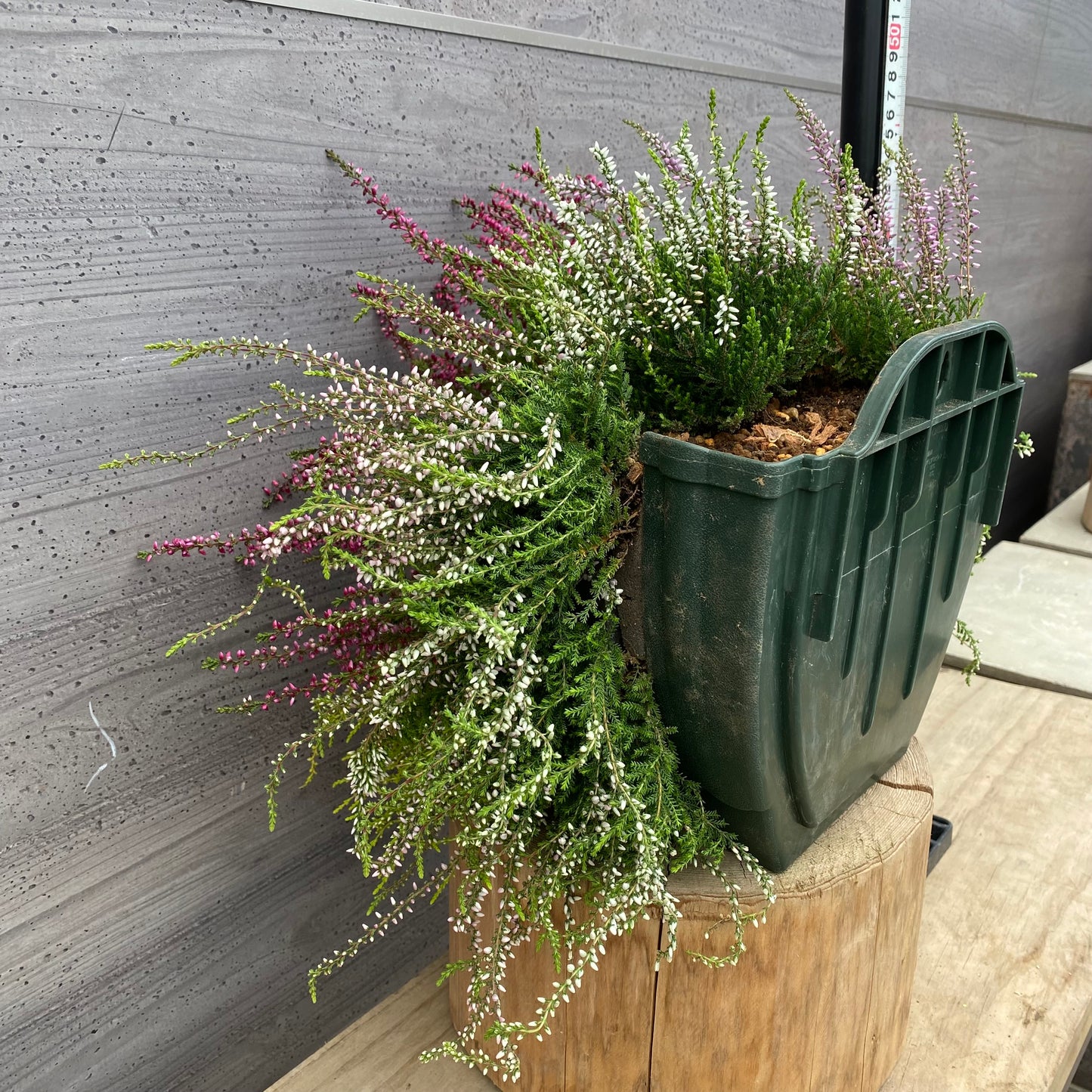 社長植栽★　カルーナ　ガーデンガールズ寄せ植え　ハンギングポット