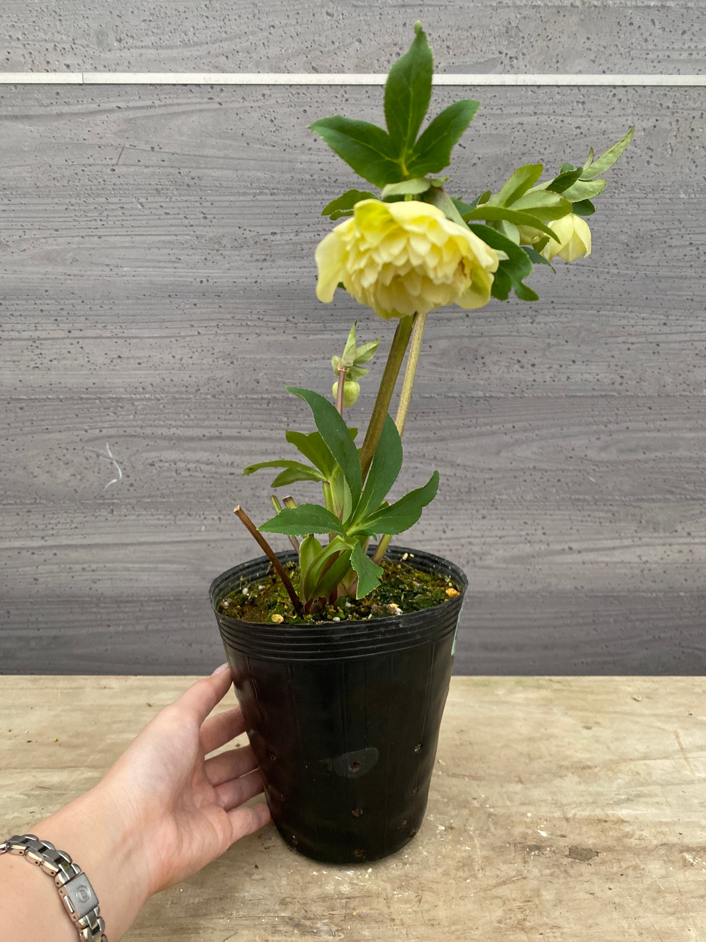 No.05145　横山園芸★クリスマスローズ　プリマドレス　5号苗ポット