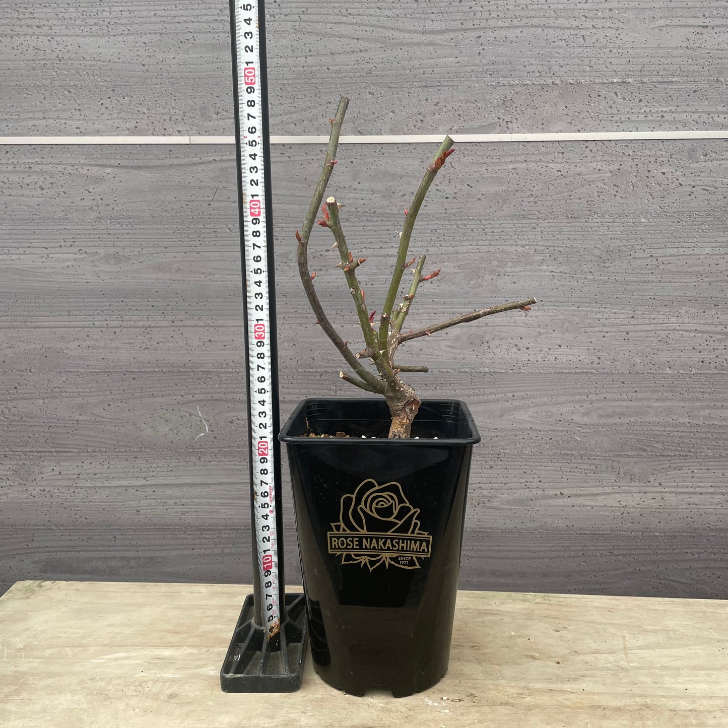 ローズなかしま★フレグランスローズ　風花　5号鉢