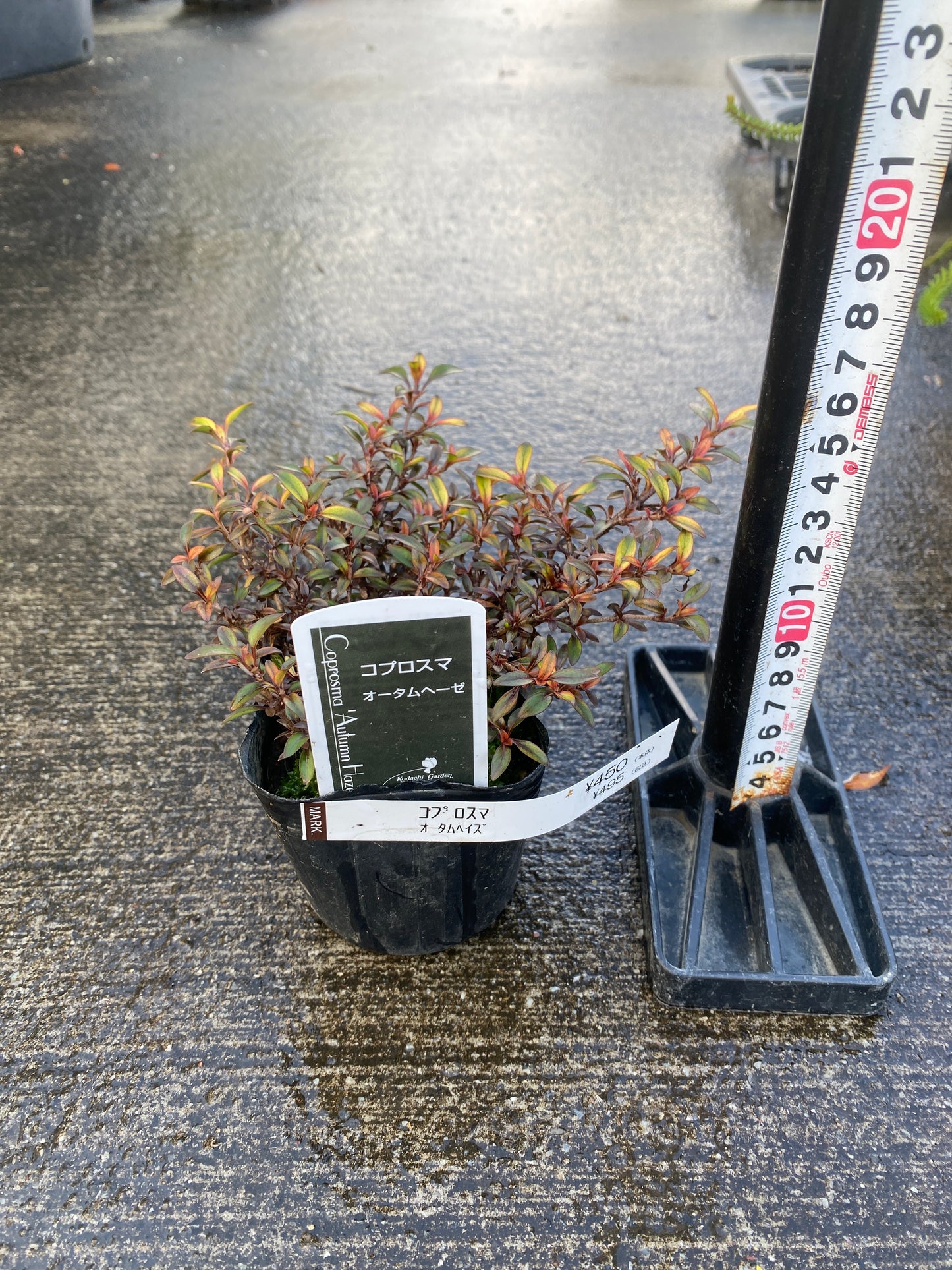 農場創業祭 No.26039　コプロスマ　オータムヘーゼ　3号苗ポット
