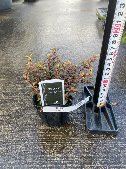 農場創業祭 No.26039　コプロスマ　オータムヘーゼ　3号苗ポット