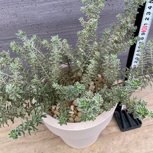 かよかよ様売約★ウエストリンギア　スモーキーホワイト　オリジナルポット