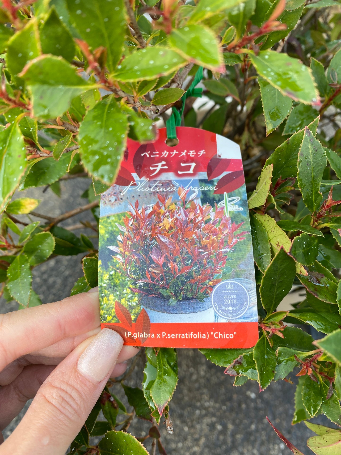 農場創業祭 No.26012　ベニカナメモチ　チコ　7号オリジナルベージュポット